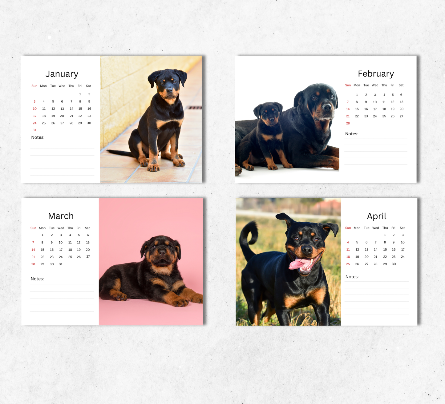 Rottweiler Puppies Desk Calendar 2027-2028