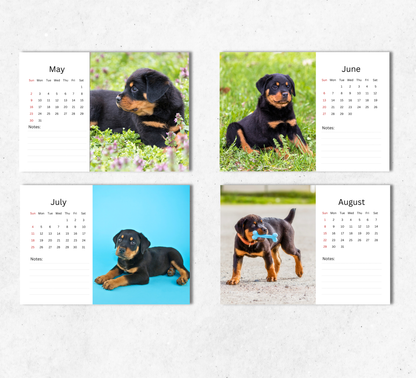 Rottweiler Puppies Desk Calendar 2027-2028