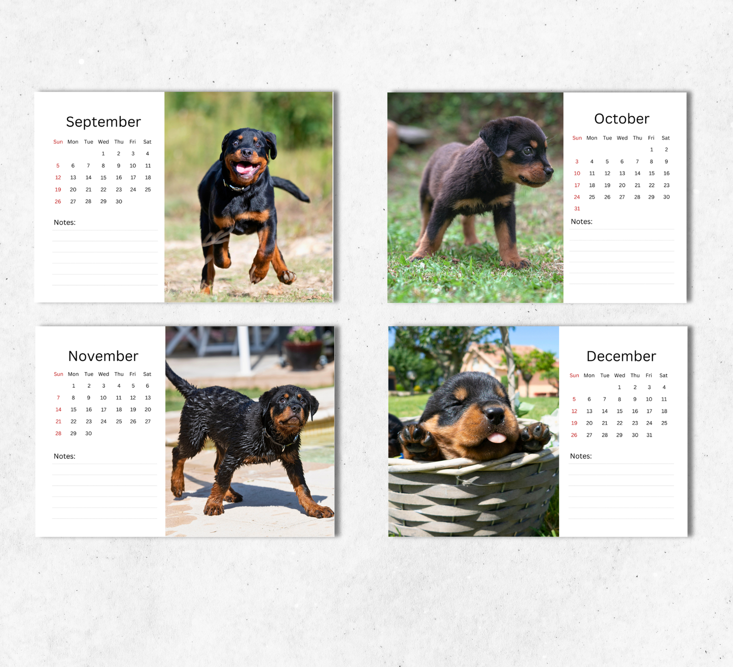 Rottweiler Puppies Desk Calendar 2027-2028