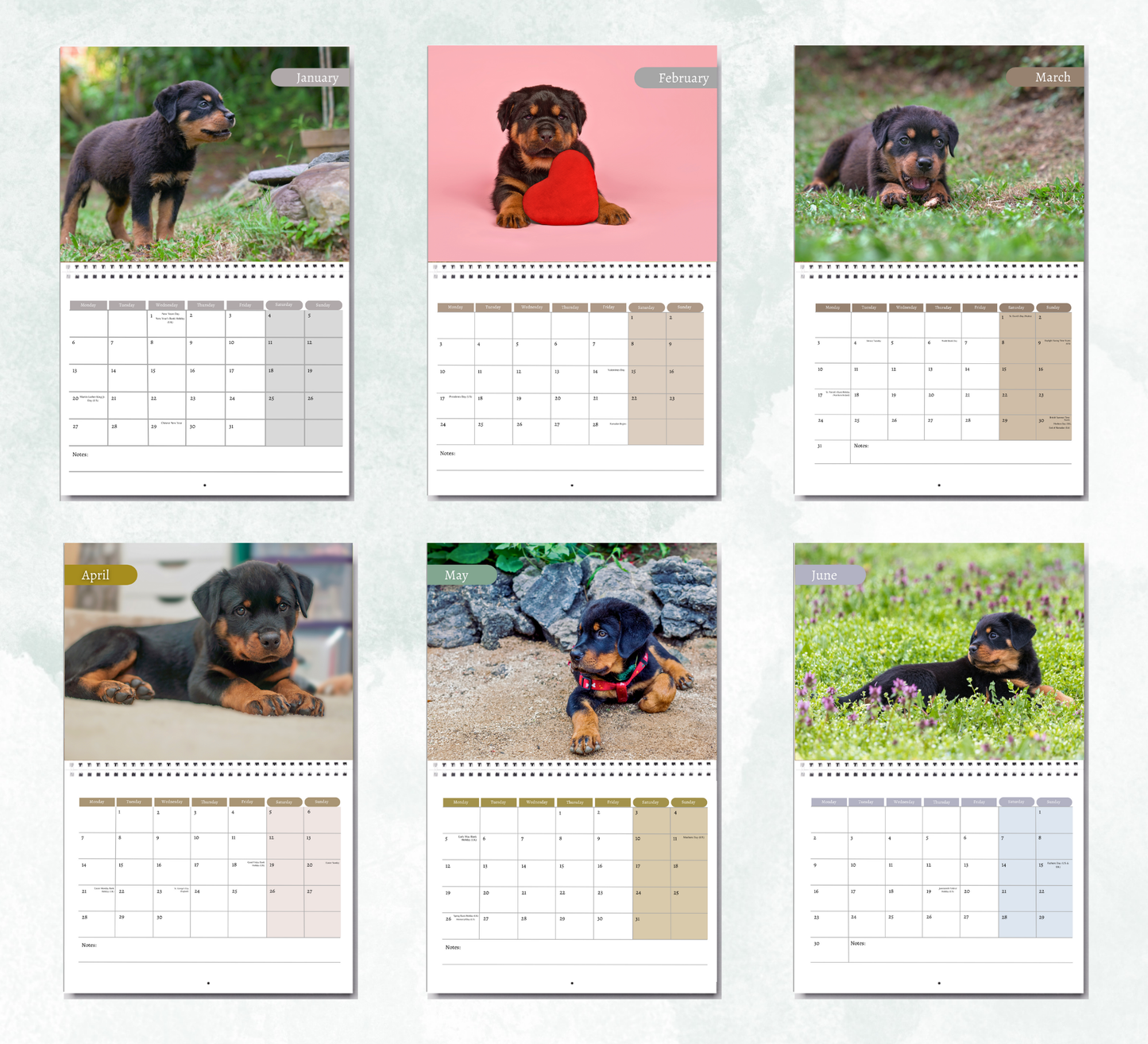 Rottweiler Calendar 2026