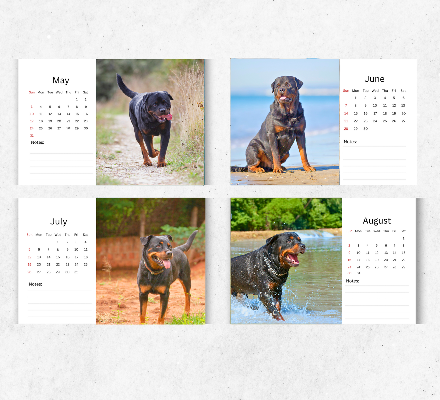 Rottweiler Desk Calendar 2026-2027