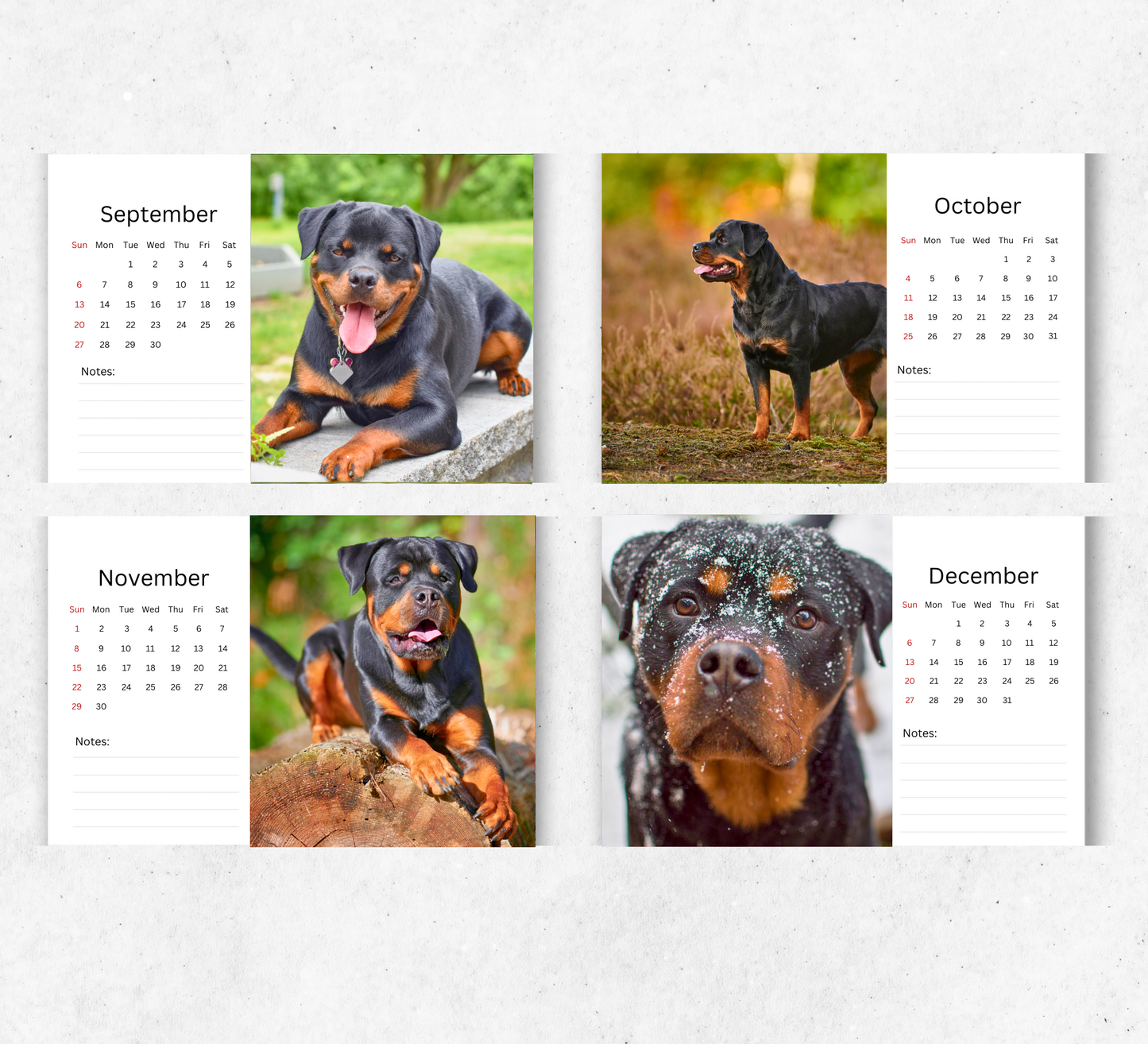 Rottweiler Desk Calendar 2026-2027