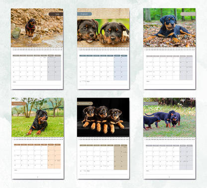 Rottweiler Puppies Calendar 2026