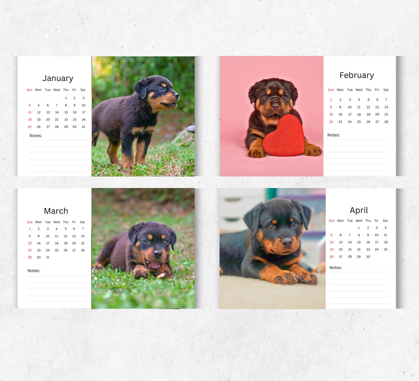 Rottweiler Puppies Desk Calendar 2026-2027