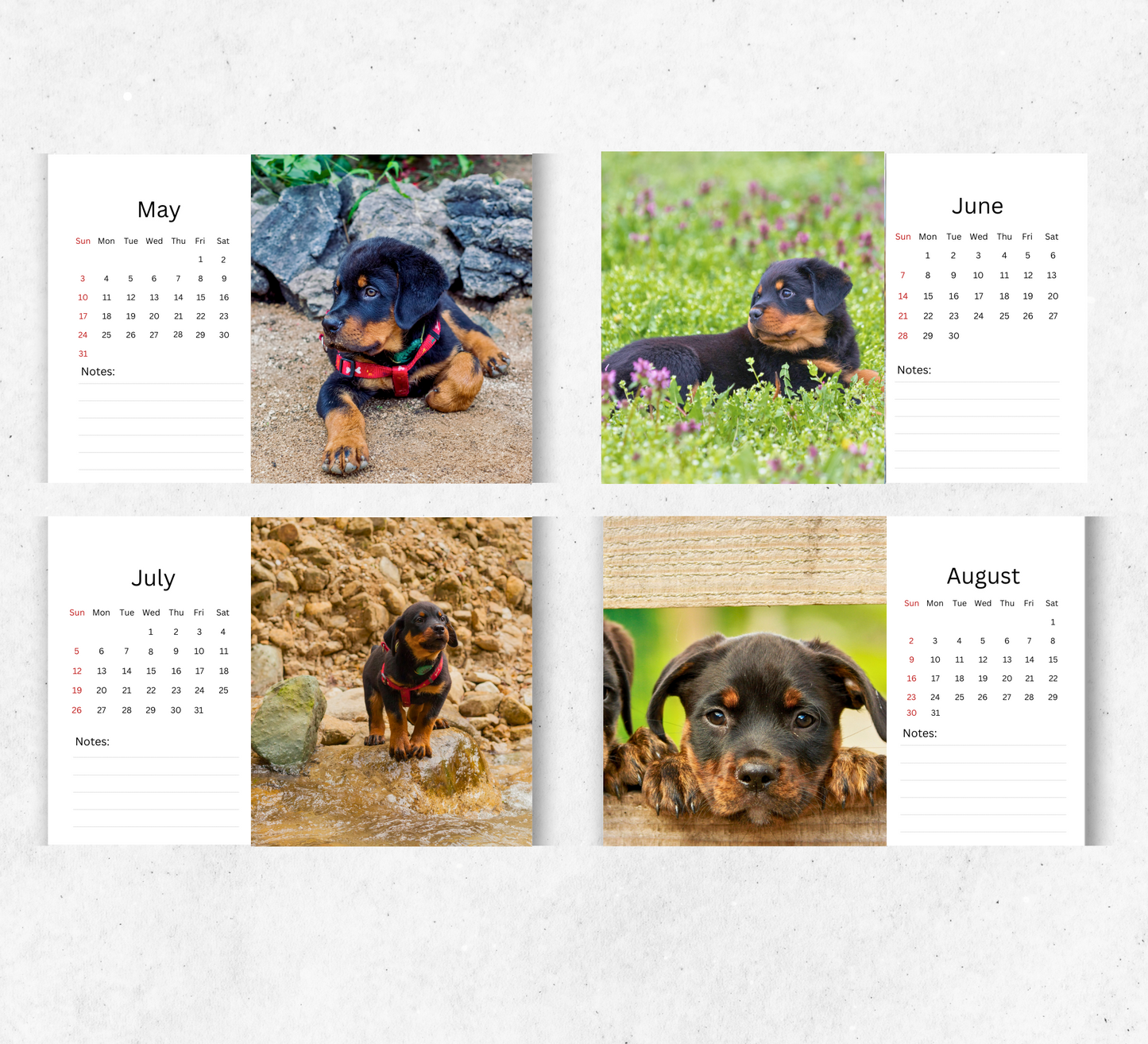 Rottweiler Puppies Desk Calendar 2026-2027