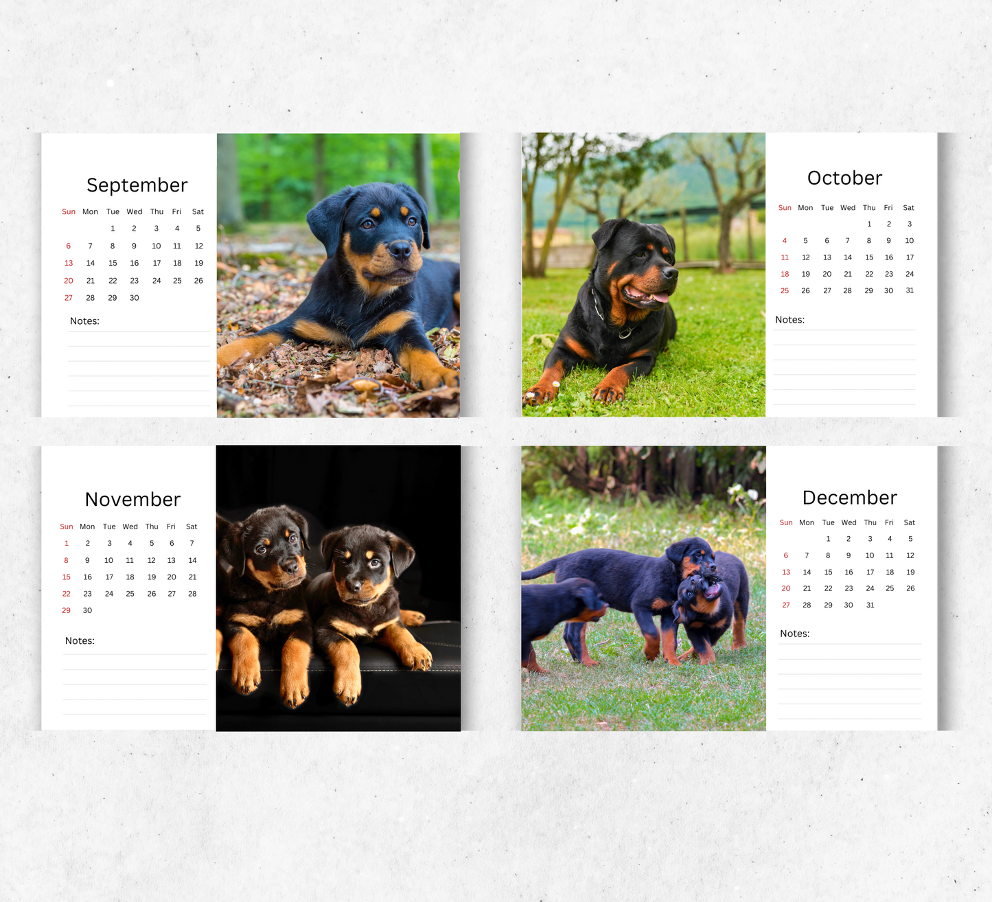Rottweiler Puppies Desk Calendar 2026-2027
