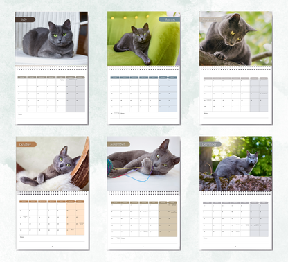 Russian Blue Cat Calendar 2027