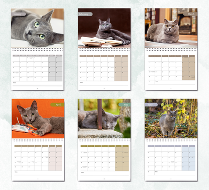 Russian Blue Cat Calendar 2026