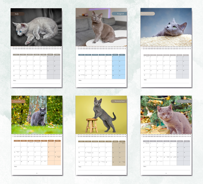 Russian Blue Cat Calendar 2026