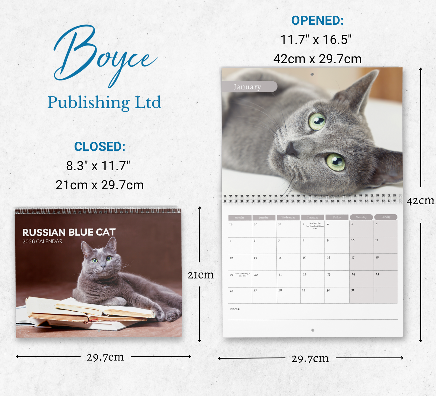 Russian Blue Cat Calendar 2026