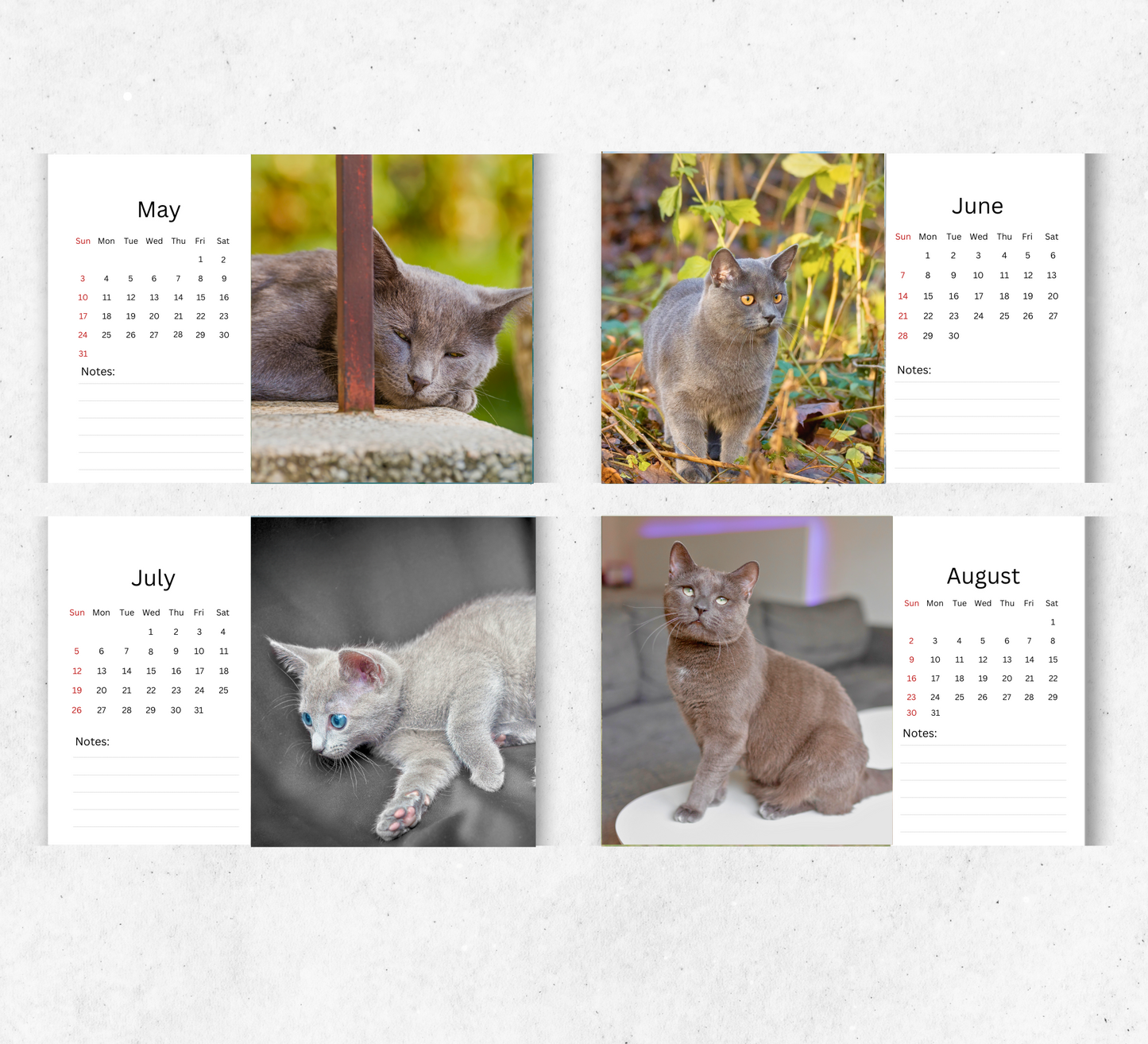 Russian Blue Cat Desk Calendar 2026-2027