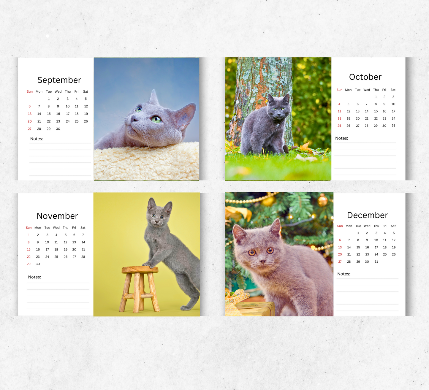 Russian Blue Cat Desk Calendar 2026-2027