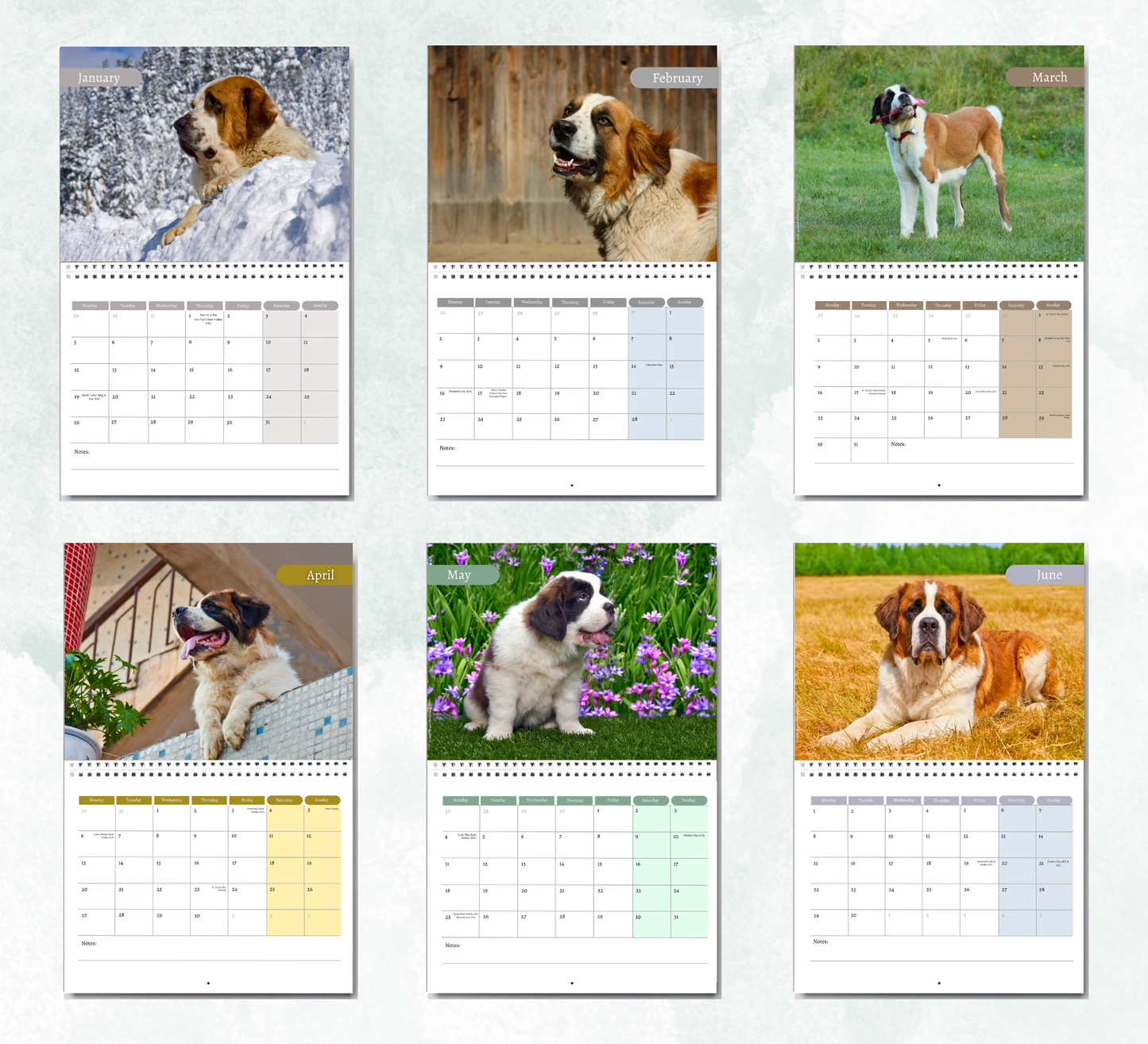 Saint Bernard Calendar 2027