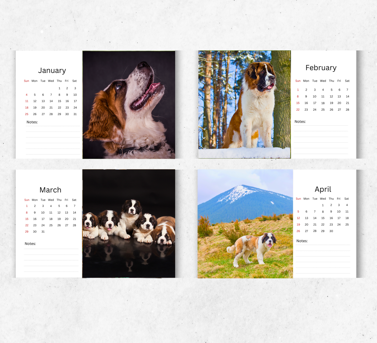 Saint Bernard Desk Calendar 2026-2027