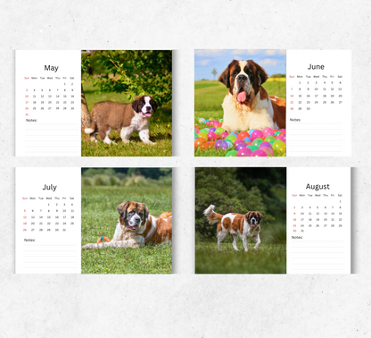 Saint Bernard Desk Calendar 2026-2027