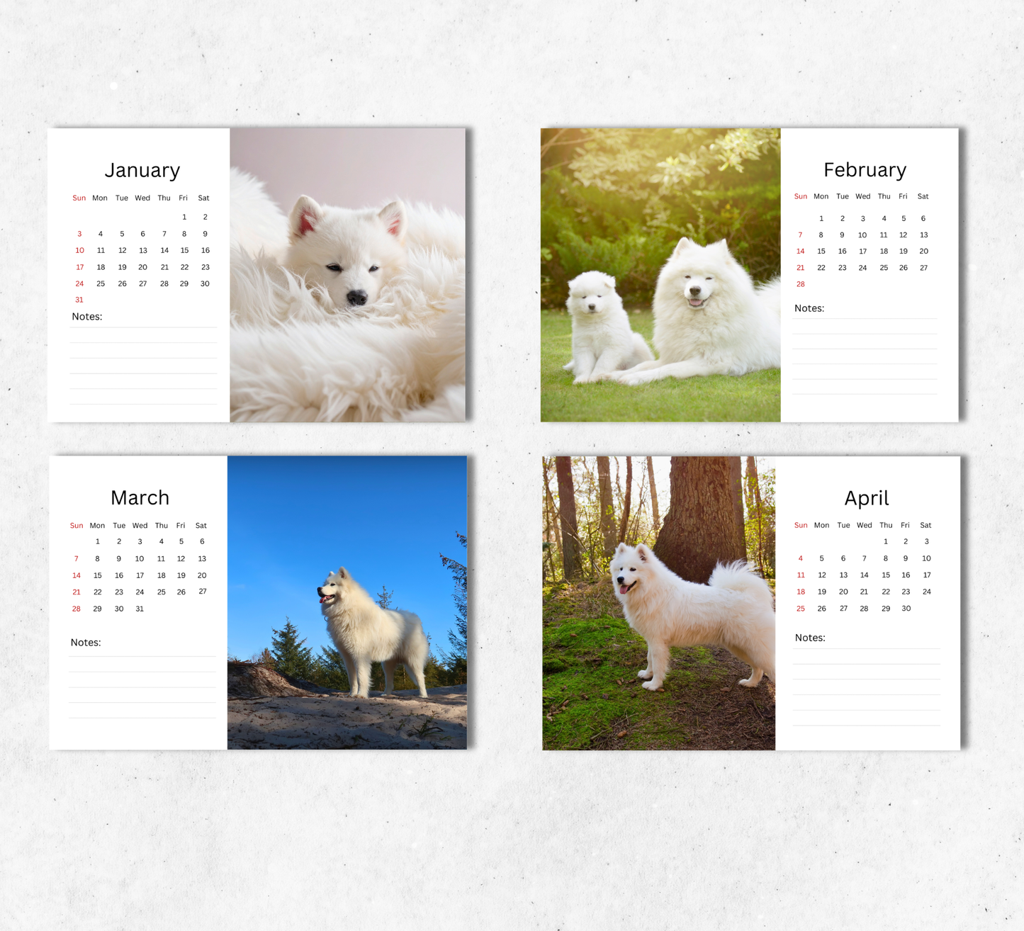 Samoyed Desk Calendar 2027-2028