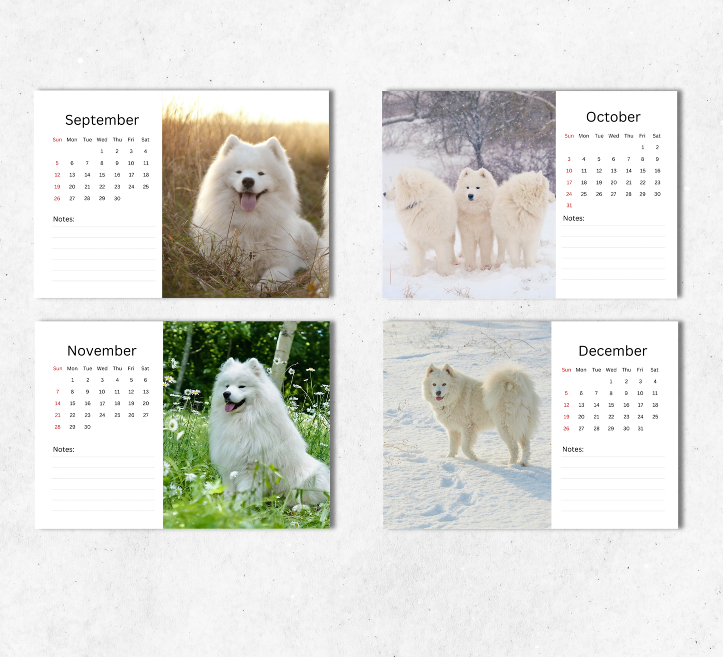 Samoyed Desk Calendar 2027-2028