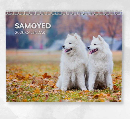 Samoyed Calendar 2026
