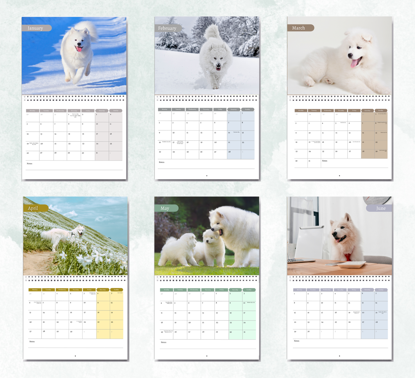 Samoyed Calendar 2026