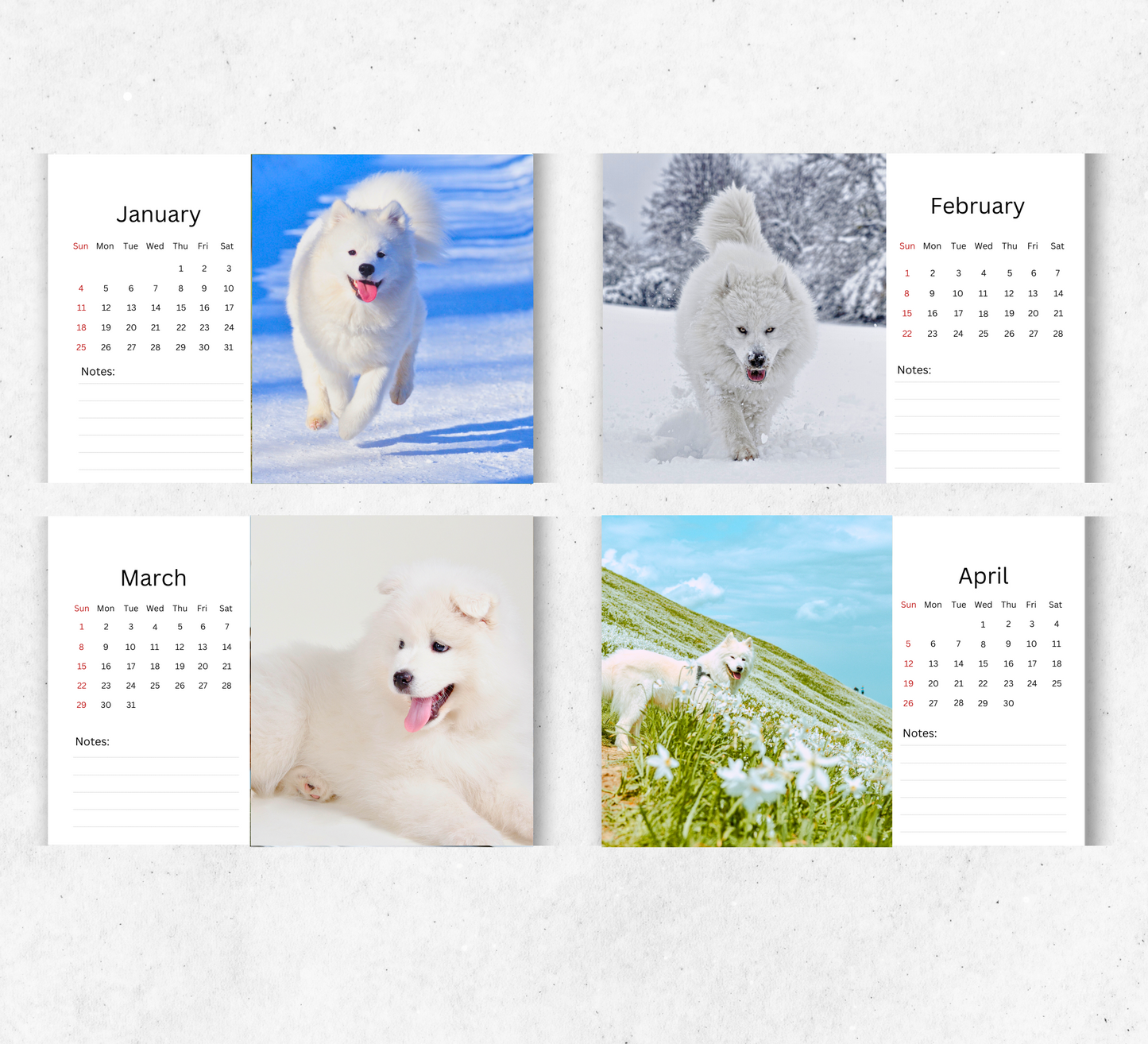 Samoyed Desk Calendar 2026-2027