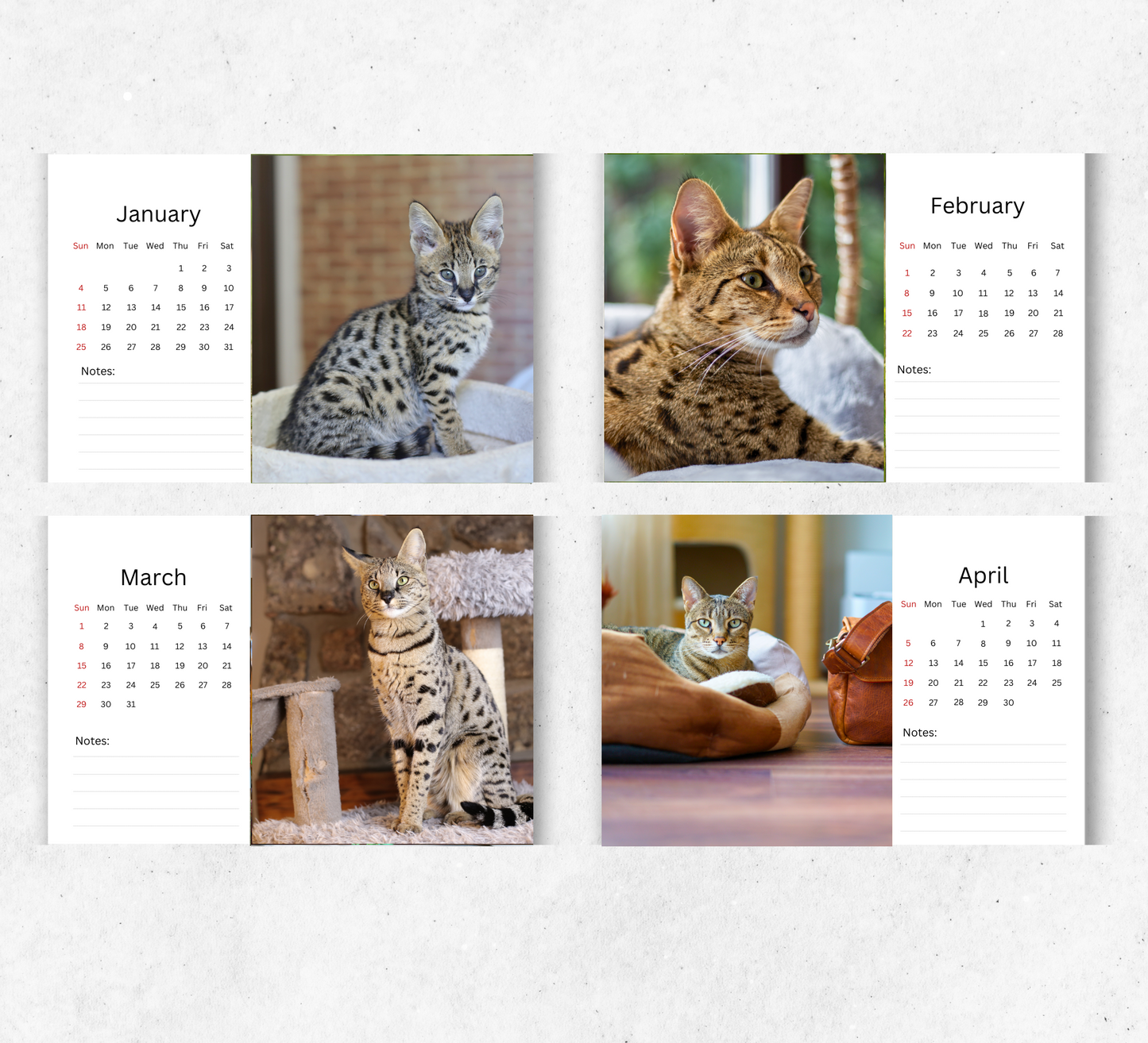 Savannah Cat Desk Calendar 2027-2028