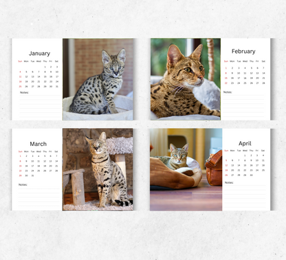 Savannah Cat Desk Calendar 2027-2028
