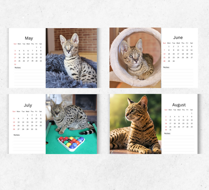 Savannah Cat Desk Calendar 2027-2028