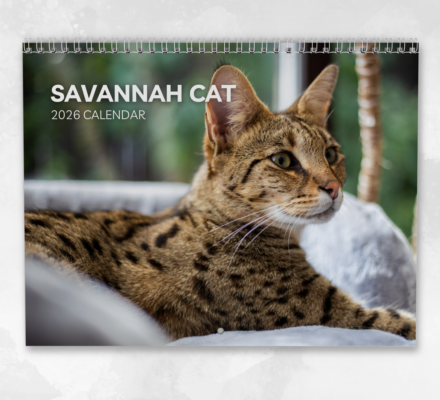 Savannah Cat Calendar 2026