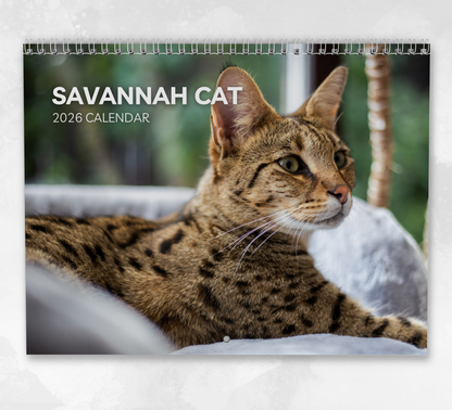 Savannah Cat Calendar 2026