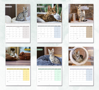 Savannah Cat Calendar 2026