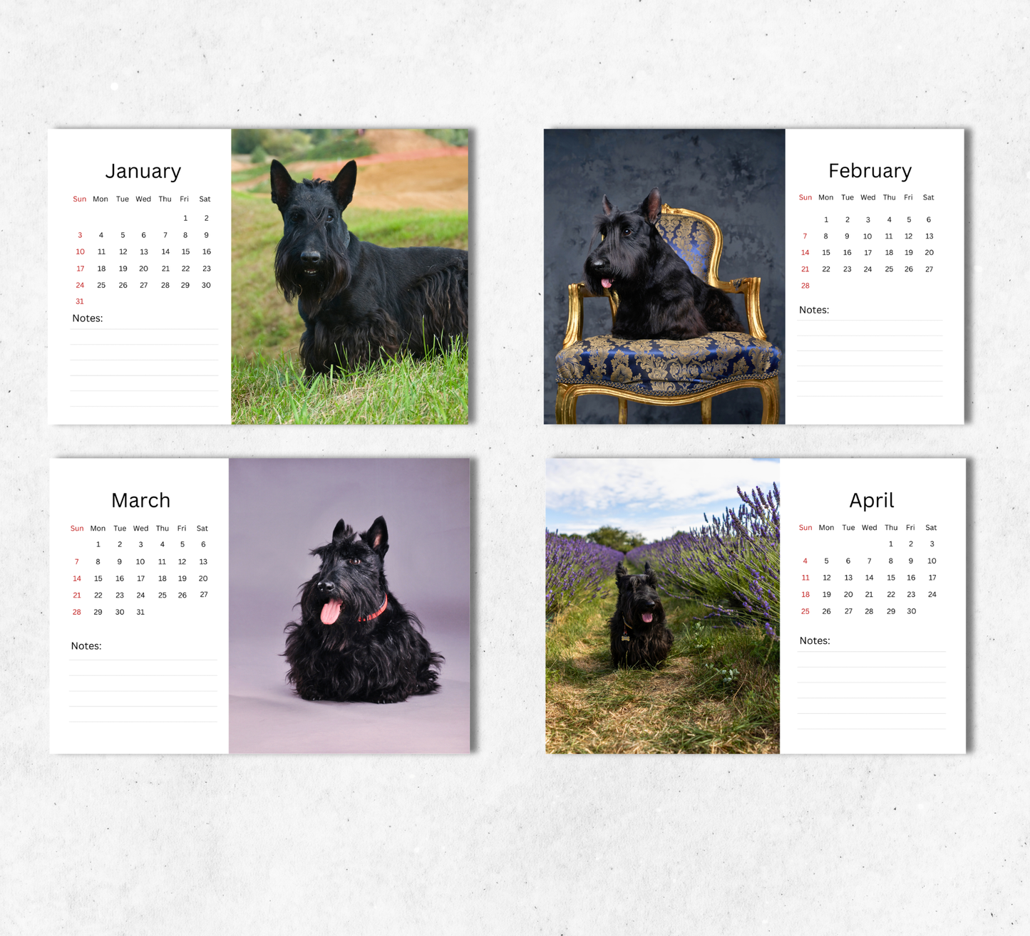 Scottish Terrier Desk Calendar 2027-2028