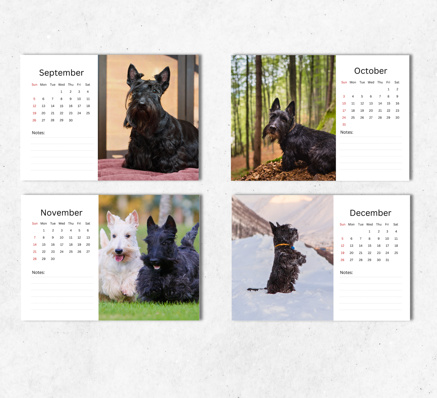 Scottish Terrier Desk Calendar 2027-2028