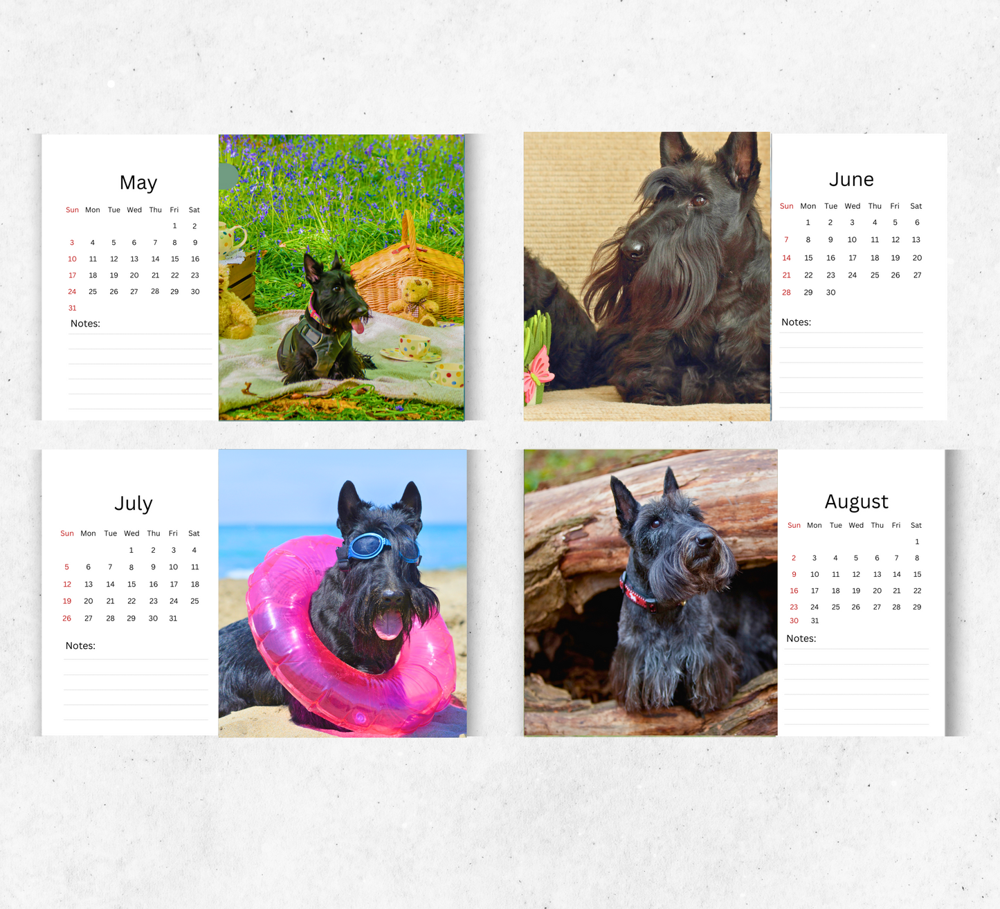 Scottish Terrier Desk Calendar 2026-2027