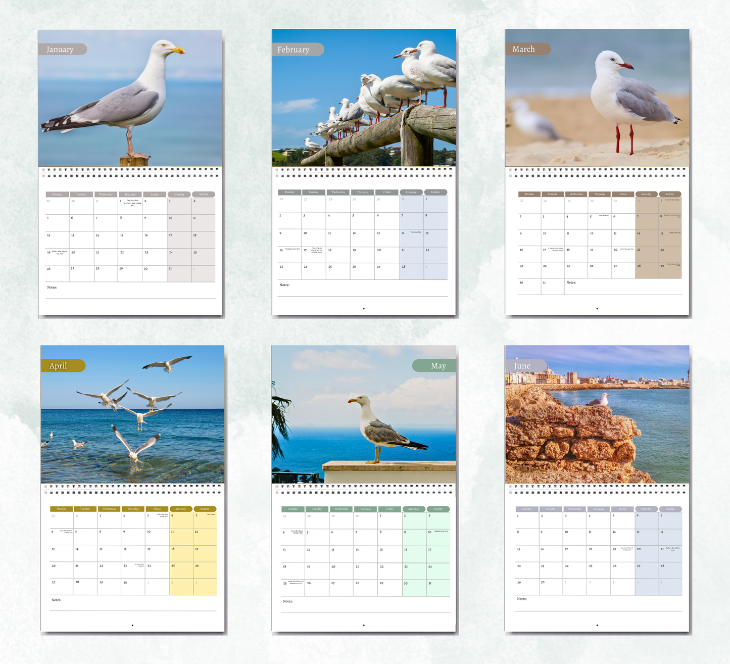 Seagull Calendar 2026