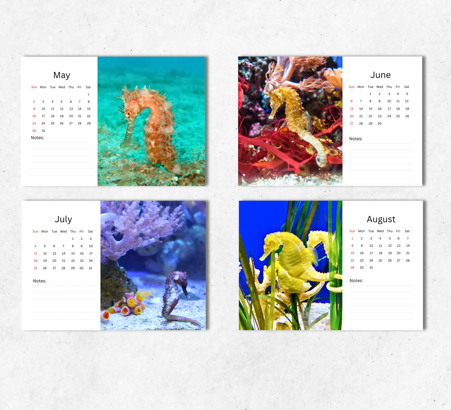 Seahorse Desk Calendar 2027-2028