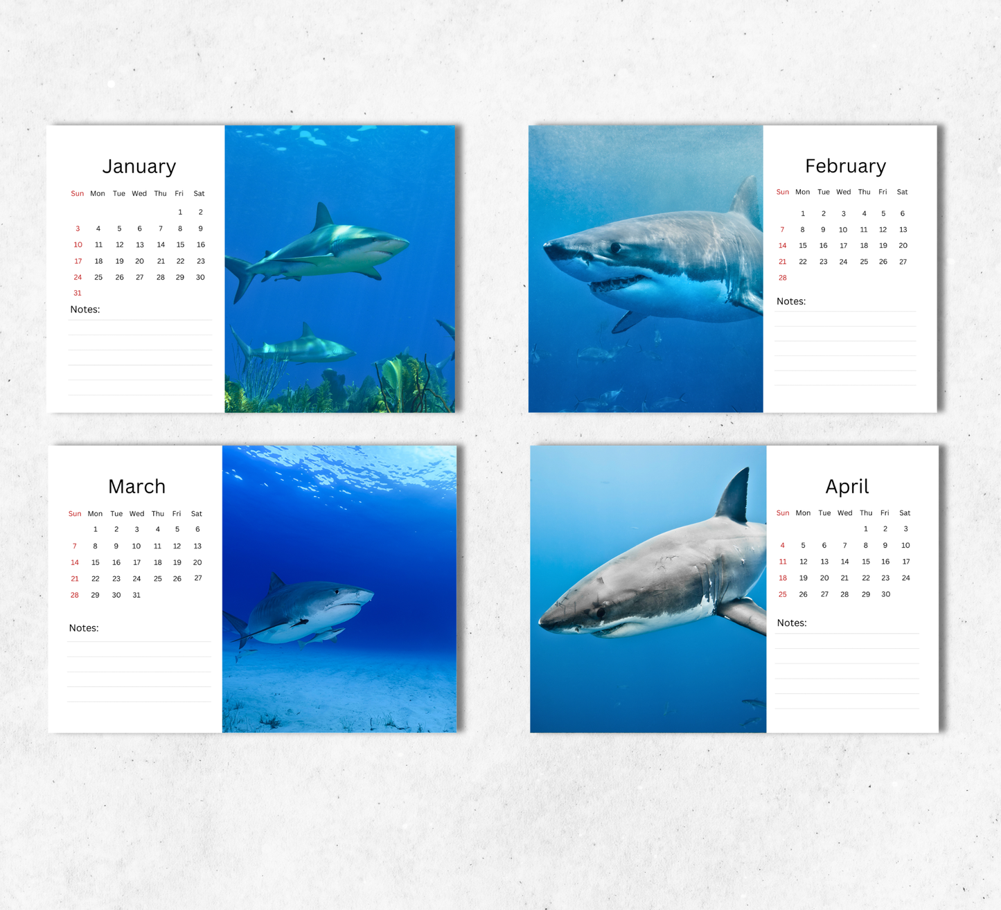 Shark Desk Calendar 2027-2028