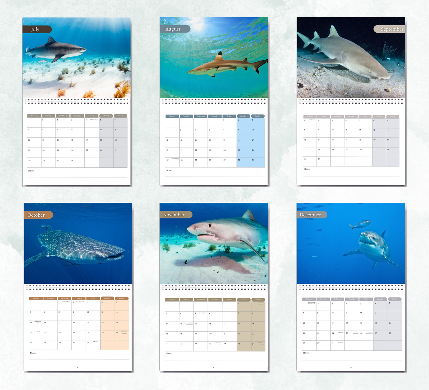 Shark Calendar 2026