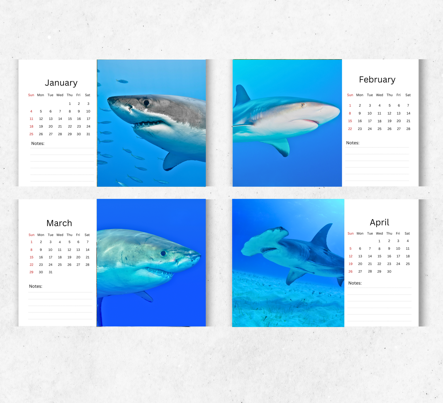 Shark Desk Calendar 2026-2027