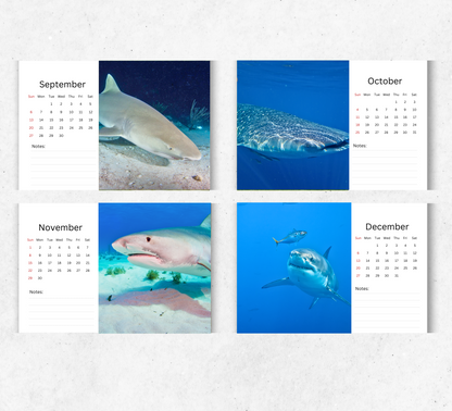 Shark Desk Calendar 2026-2027