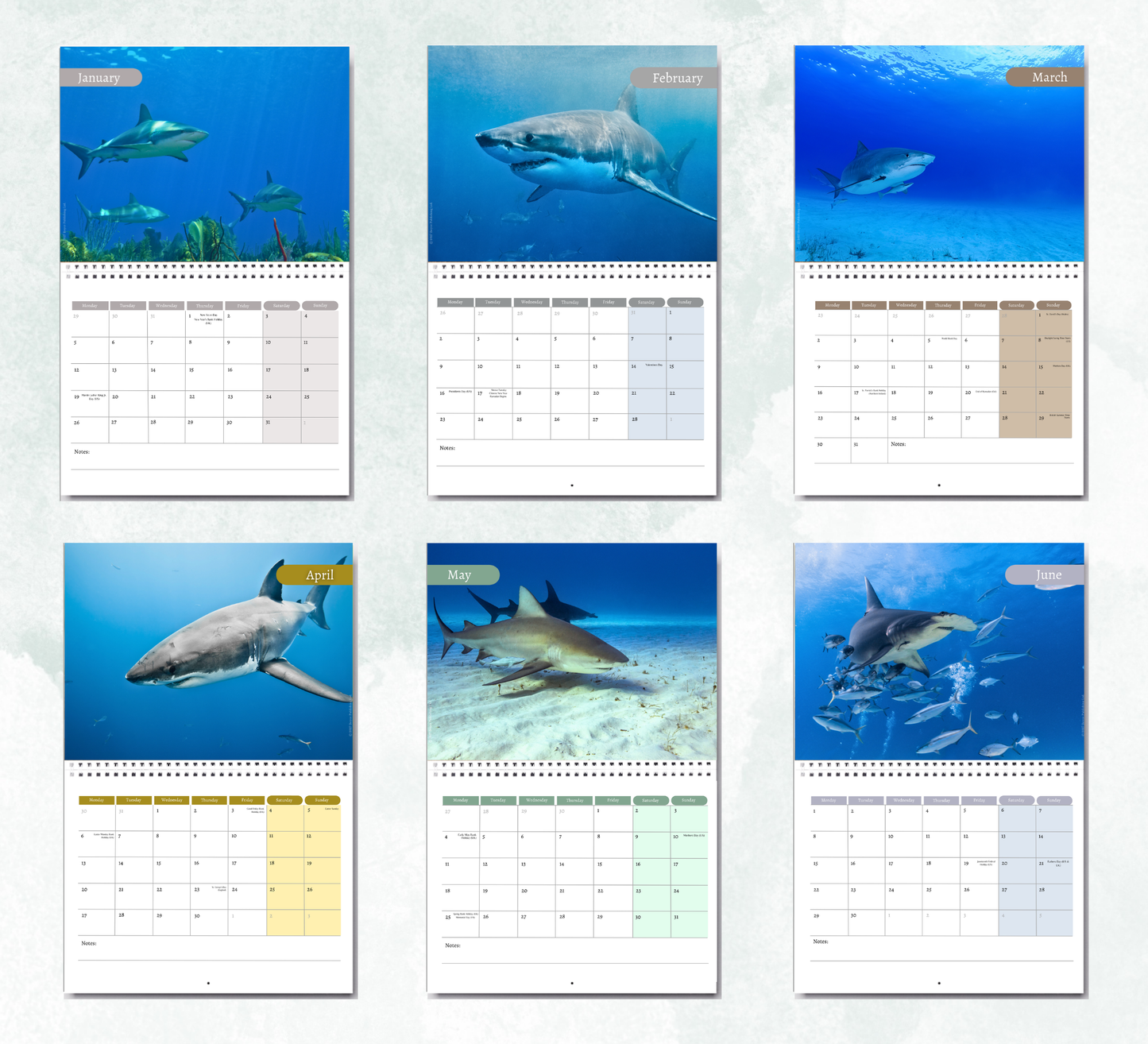 Shark Calendar 2027