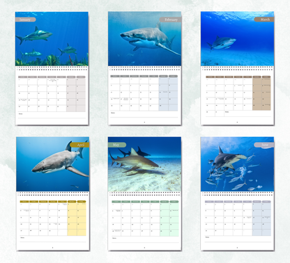 Shark Calendar 2027