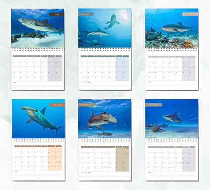 Shark Calendar 2027