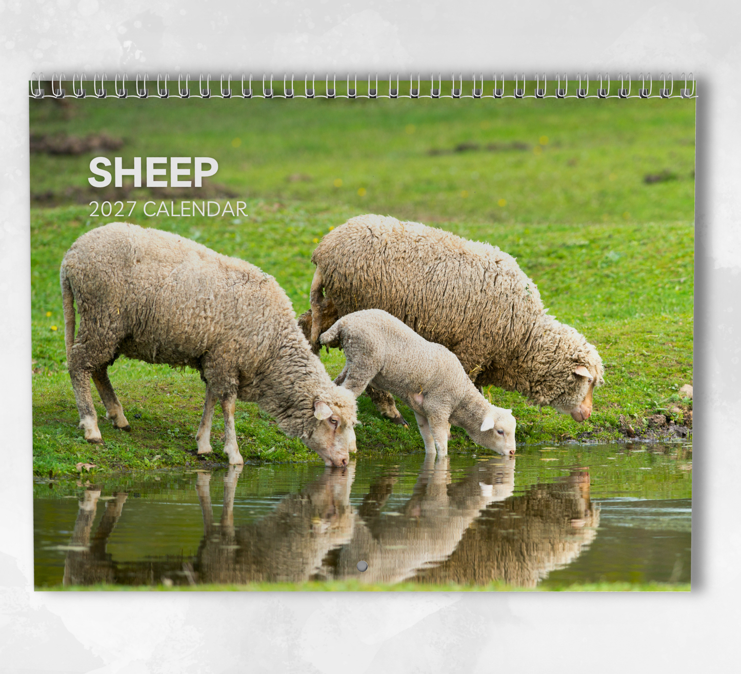Sheep Calendar 2027