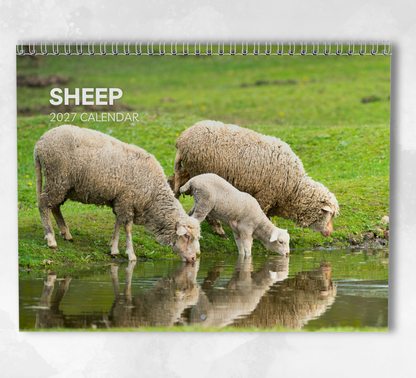 Sheep Calendar 2027