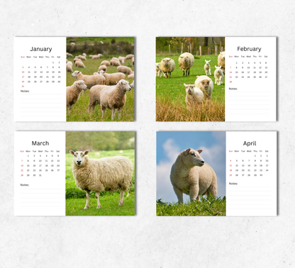 Sheep Desk Calendar 2027-2028