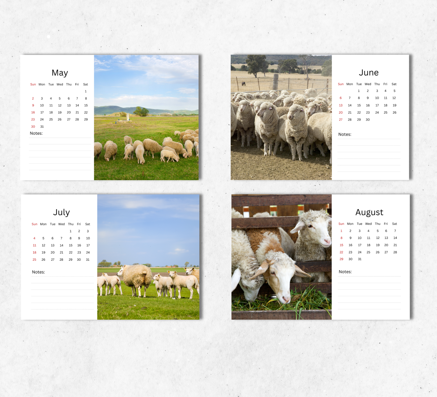 Sheep Desk Calendar 2027-2028