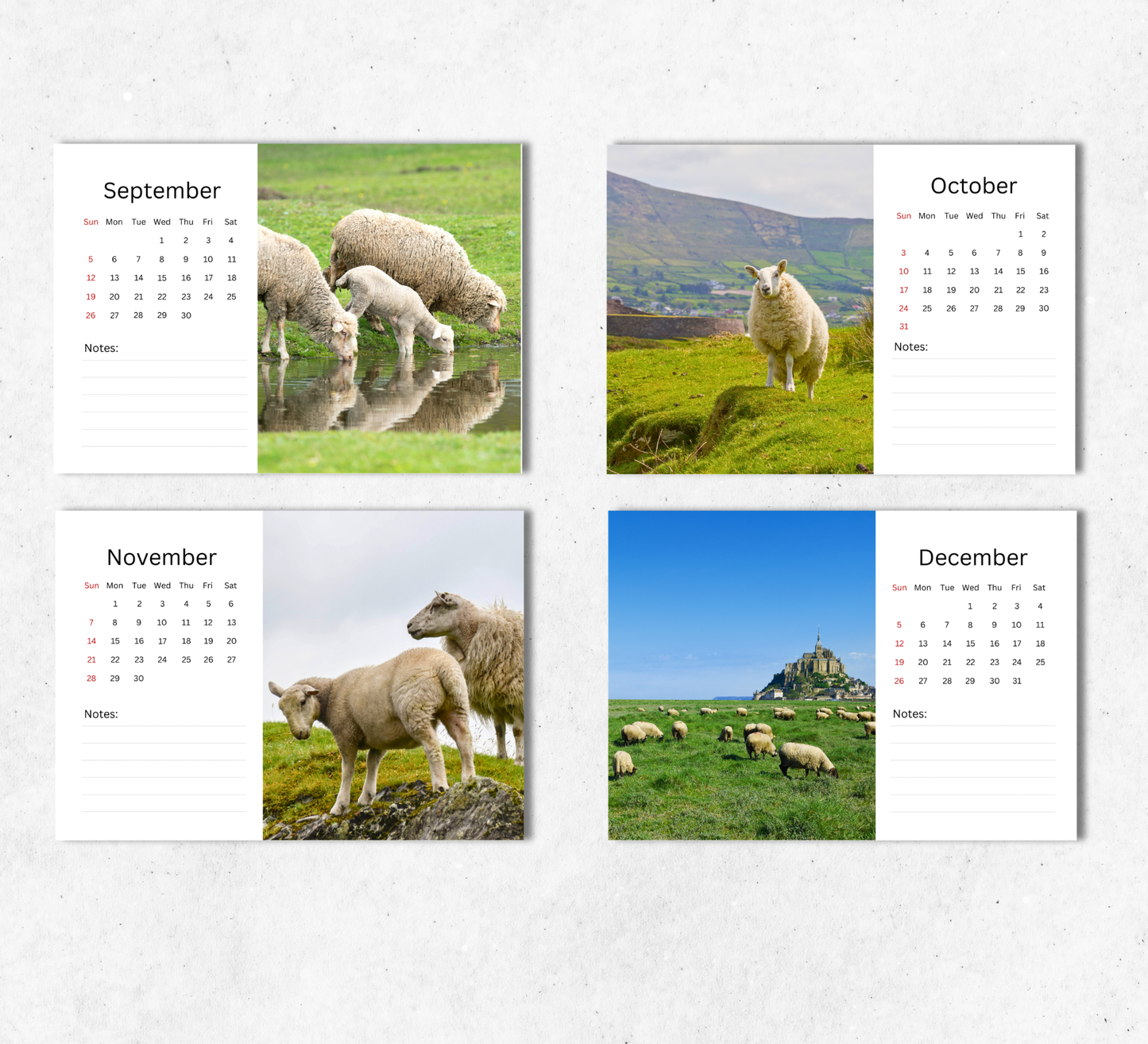 Sheep Desk Calendar 2027-2028