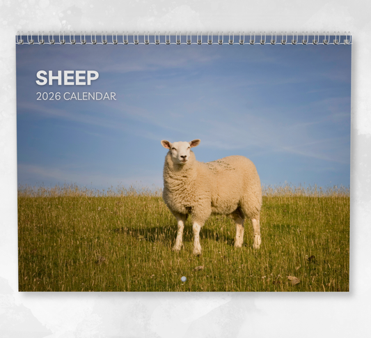 Sheep Calendar 2026