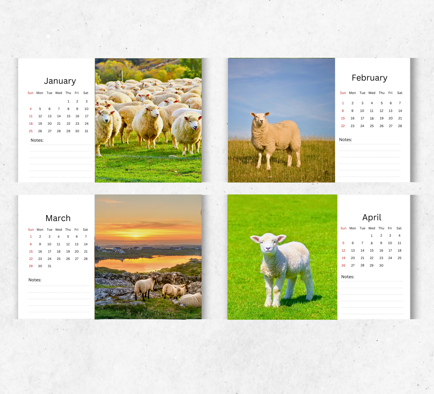 Sheep Desk Calendar 2026-2027