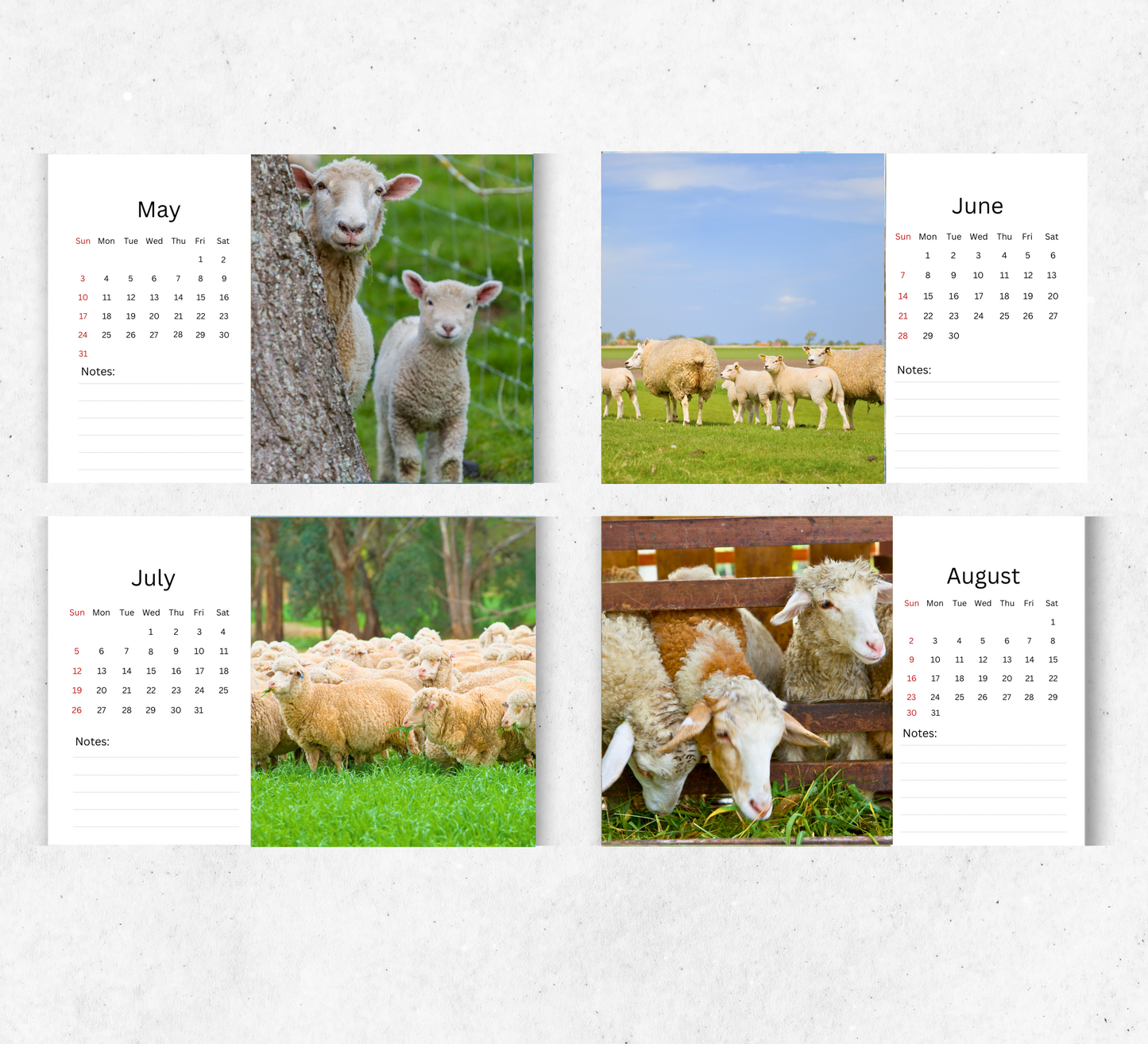 Sheep Desk Calendar 2026-2027